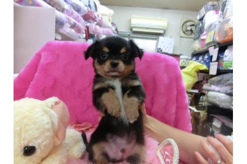 成約済の京都府のチワワ-12345の3枚目