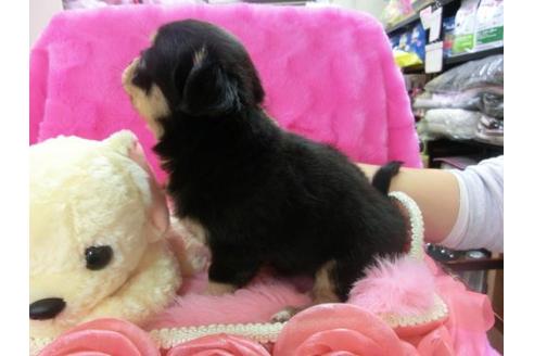 成約済の京都府のチワワ-12345の1枚目