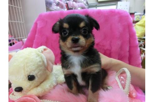 成約済の京都府のチワワ-12345の2枚目