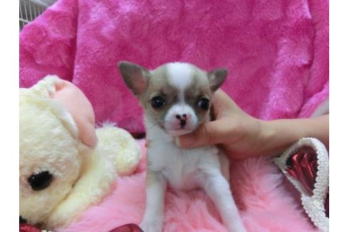 成約済の京都府のチワワ-12346の3枚目