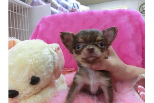 成約済の京都府のチワワ-12347の1枚目