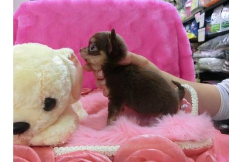 成約済の京都府のチワワ-12347の2枚目