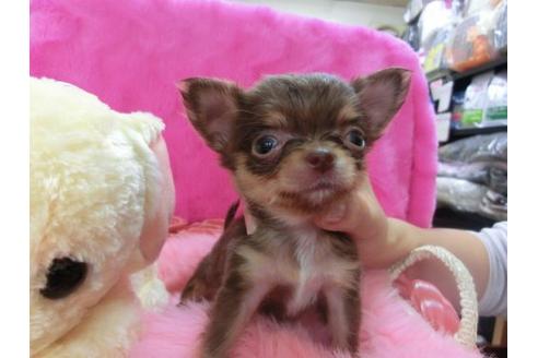 成約済の京都府のチワワ-12347の3枚目