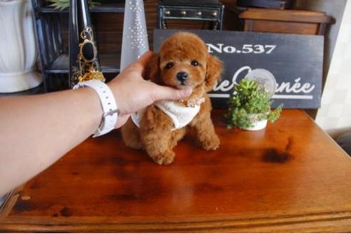 成約済の埼玉県のトイプードル-12358の1枚目