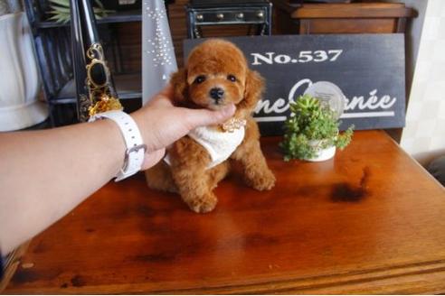 成約済の埼玉県のトイプードル-12358の2枚目