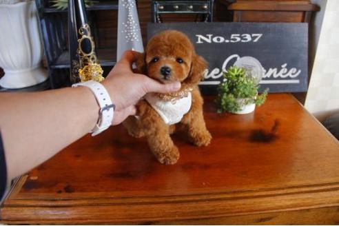 成約済の埼玉県のトイプードル-12358の3枚目