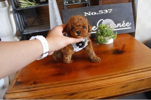 成約済の埼玉県のトイプードル-12359の1枚目