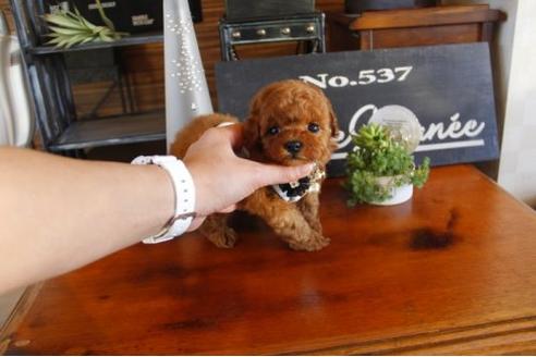 成約済の埼玉県のトイプードル-12359の2枚目