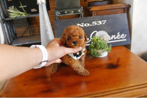 成約済の埼玉県のトイプードル-12359の3枚目