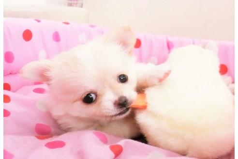 成約済の大阪府のチワワ-12382の4枚目