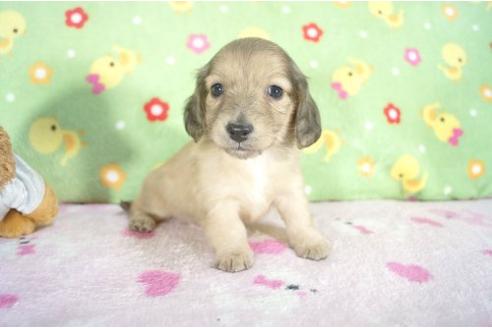 成約済の兵庫県のカニンヘンダックスフンド-12403の1枚目