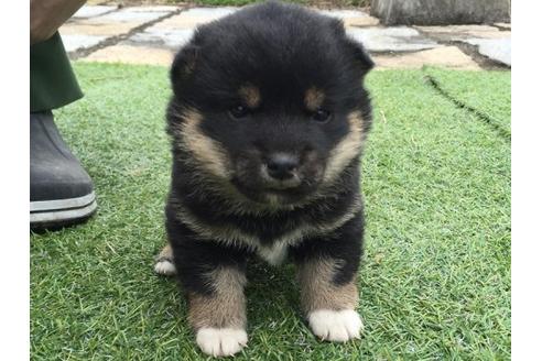 成約済の長崎県の柴犬-11607の1枚目