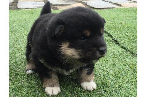 成約済の長崎県の柴犬-11607の2枚目