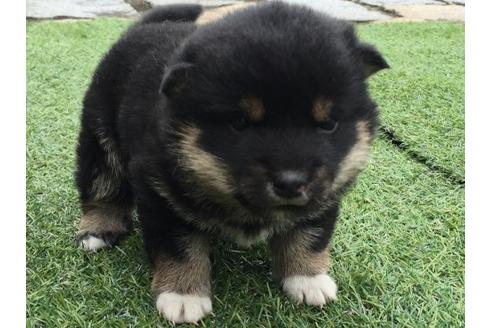 成約済の長崎県の柴犬-11607の3枚目