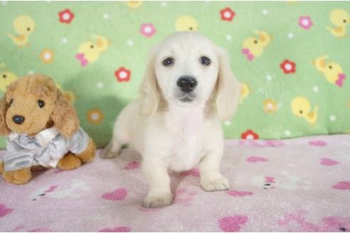 成約済の兵庫県のミニチュアダックスフンド-11793の2枚目