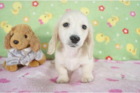 成約済の兵庫県のミニチュアダックスフンド-11793の3枚目