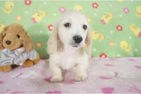 成約済の兵庫県のミニチュアダックスフンド-11793の1枚目