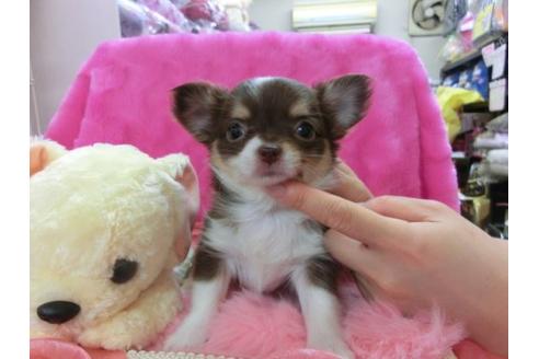 成約済の京都府のチワワ-12470の1枚目