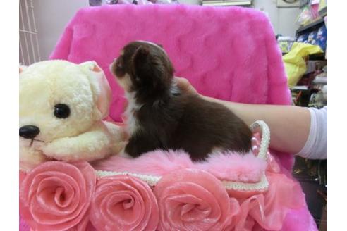 成約済の京都府のチワワ-12470の2枚目