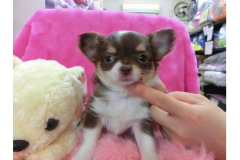 成約済の京都府のチワワ-12470の3枚目