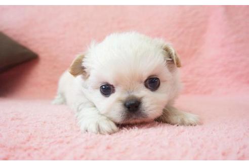 成約済の奈良県のミックス犬-12135の1枚目