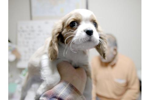 成約済の埼玉県のキャバリアキングチャールズスパニエル-11868の2枚目