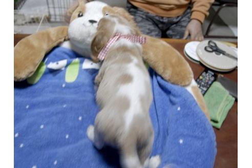 成約済の埼玉県のキャバリアキングチャールズスパニエル-11868の3枚目