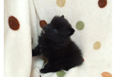 成約済の岐阜県のポメラニアン-12521の4枚目