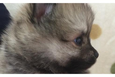 成約済の岐阜県のポメラニアン-12524の5枚目