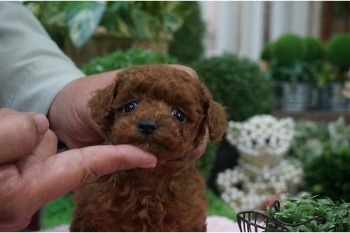 成約済の京都府のトイプードル-12538の3枚目