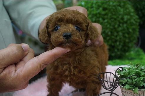 成約済の京都府のトイプードル-12538の1枚目