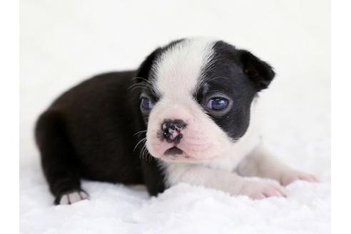 成約済の栃木県のボストンテリア-12544の3枚目