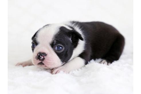 成約済の栃木県のボストンテリア-12544の1枚目