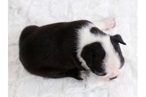 成約済の栃木県のボストンテリア-12544の2枚目