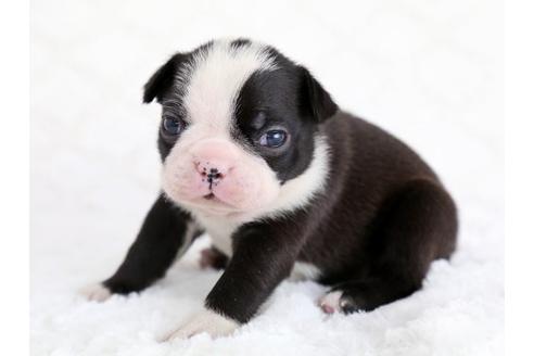 成約済の栃木県のボストンテリア-12545の1枚目