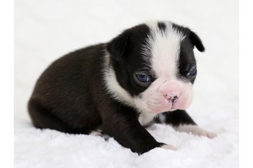 成約済の栃木県のボストンテリア-12545の2枚目