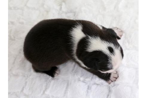 成約済の栃木県のボストンテリア-12545の3枚目