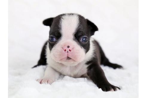 成約済の栃木県のボストンテリア-12546の1枚目