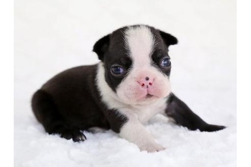 成約済の栃木県のボストンテリア-12546の2枚目