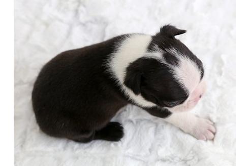 成約済の栃木県のボストンテリア-12546の3枚目