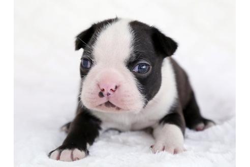 成約済の栃木県のボストンテリア-12547の1枚目