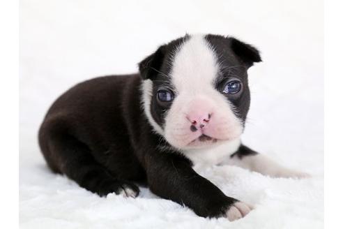 成約済の栃木県のボストンテリア-12547の2枚目