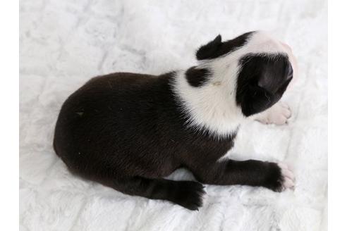 成約済の栃木県のボストンテリア-12547の3枚目