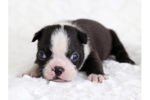 成約済の栃木県のボストンテリア-12548の3枚目