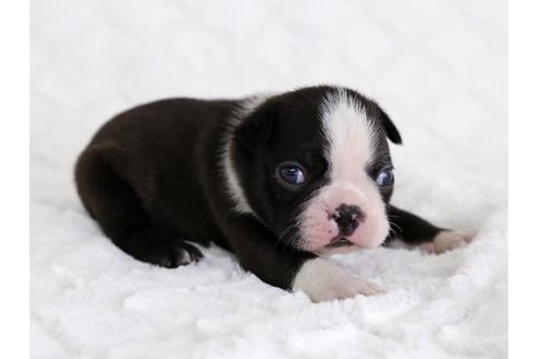 成約済の栃木県のボストンテリア-12548の1枚目