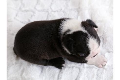 成約済の栃木県のボストンテリア-12548の2枚目