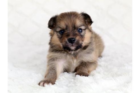 成約済の栃木県のミックス犬-12549の1枚目