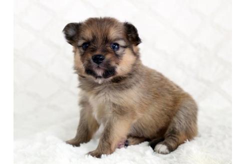 成約済の栃木県のミックス犬-12549の2枚目