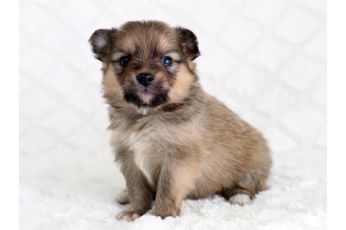 成約済の栃木県のミックス犬-12549の3枚目