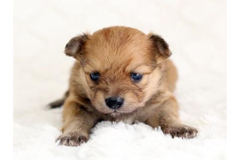 成約済の栃木県のミックス犬-12550の1枚目